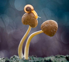 【win11】兼容的网站攻击工具